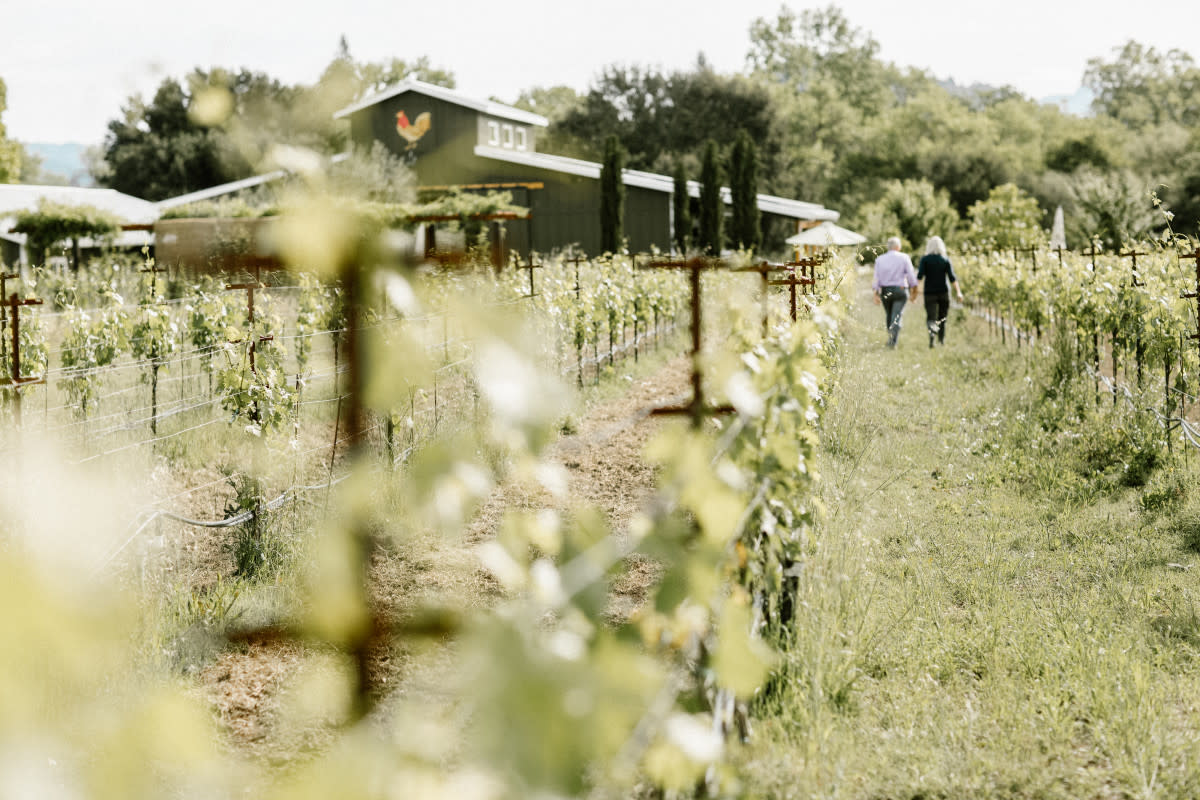 <p>Prinsley Photography for Passport to Dry Creek Valley </p>