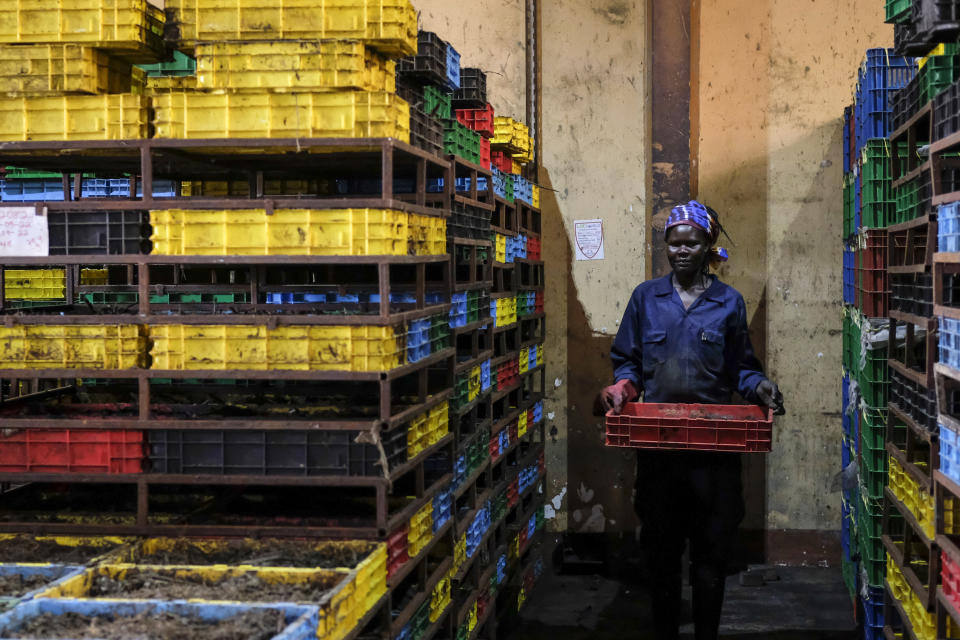 A worker carries a crate of larvae of the black soldier fly, at Marula Proteen Ltd in Kampala, Uganda Friday, Sept. 2, 2022. Uganda is a regional food basket but the war in Ukraine has caused fertilizer prices to double or triple, causing some who have warned about dependence on synthetic fertilizer to see larvae farming as an exemplary effort toward sustainable organic farming. (AP Photo/Hajarah Nalwadda)