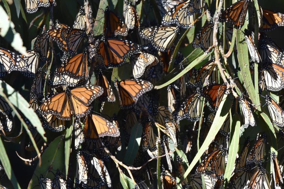 Monarch butterflies gathered together Monday in a eucalyptus grove that starts in Camino Real Park in Ventura.