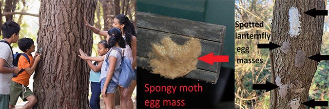 Spotted lanternfly egg masses are flat and mud-like, while spongy moth egg masses are fuzzy, spongy, and cream or brown-colored.