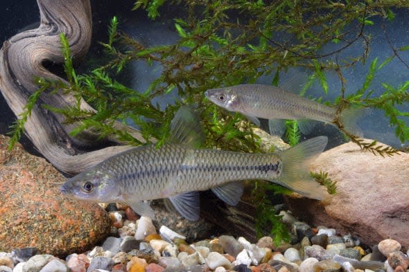 Stone moroko, topmouth gudgeon, Blauband-Bärbling, Blaubandbärbling, Bärbling, Pseudorasbora parva