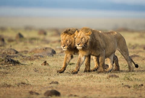 Lions in Kenya - Credit: MASSIMO MEI