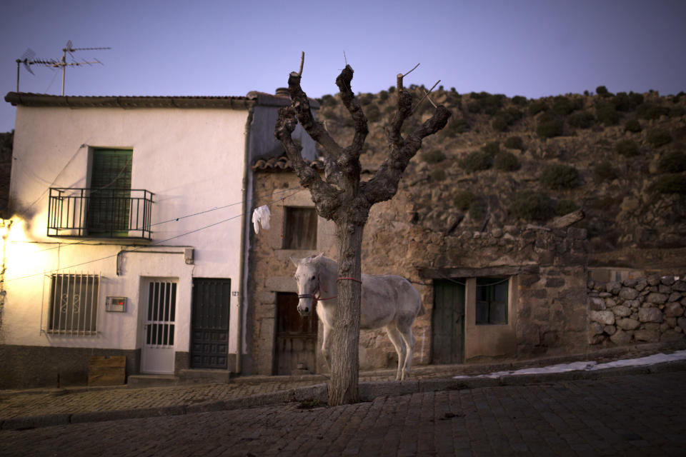 <p>A horse stands by a tree before the ritual in honor of Saint Anthony the Abbot in San Bartolome de Pinares, Spain, Tuesday, Jan. 16, 2018. (Photo: Francisco Seco/AP) </p>