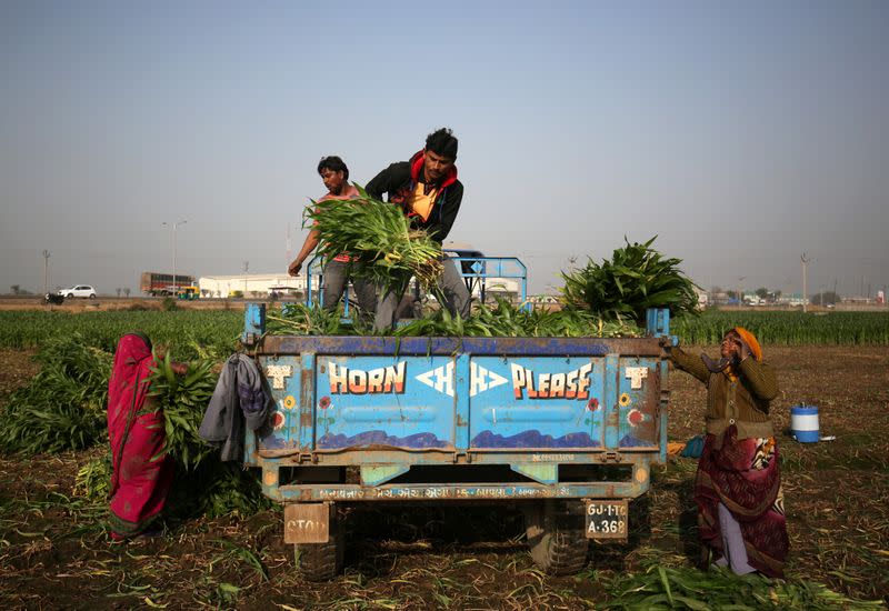 FILE PHOTO: Farm workers load harvested maize crop onto a tractor trolley in a field on the outskirts of Ahmedabad