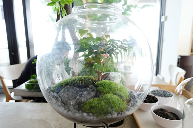 The ecosystem of the rainforest can be demonstrated through a small forest in a bottle terrarium like this one — Picture by Steven Ooi K.E.