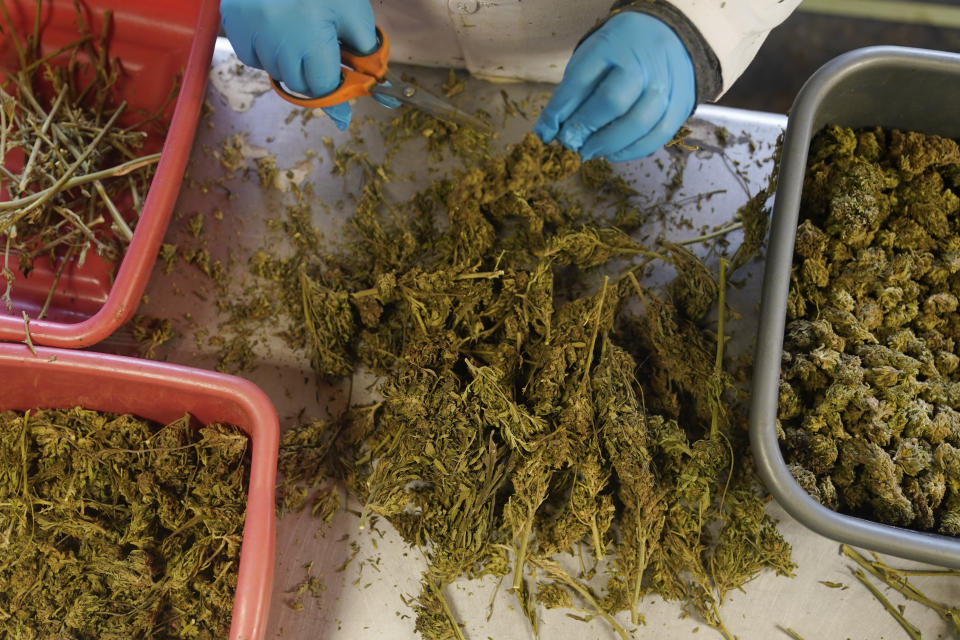 Dried hemp plants are sorted and trimmed at Hepworth Farms in Milton, N.Y., Monday, April 12, 2021. Last month, New York became the second-largest state to legalize recreational marijuana after California, with retail sales expected to begin as early as next year. (AP Photo/Seth Wenig)