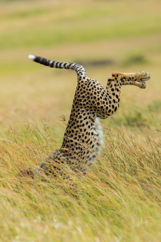 Die Welt steht Kopf - und dieser getigerte Artgenosse zeigt eindrucksvoll, wie das geht. Am Yoga-Trend kommt eben auch die Tierwelt nicht vorbei. (Bild: Mohammed Alnaser/Comedy Wildlife Photography Awards) 