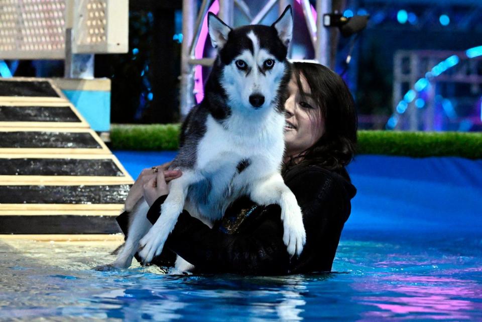 Kann man diesen Augen einen Wunsch abschlagen? Frauchen Valeria Ereth (27) gewährt ihrer Siberian-Husky-Dame Shiva (4) bei "Top Dog Germany" (RTL) einen Transportservice übers Wasser zum Buzzer. (Bild: RTL / Markus Hertrich)