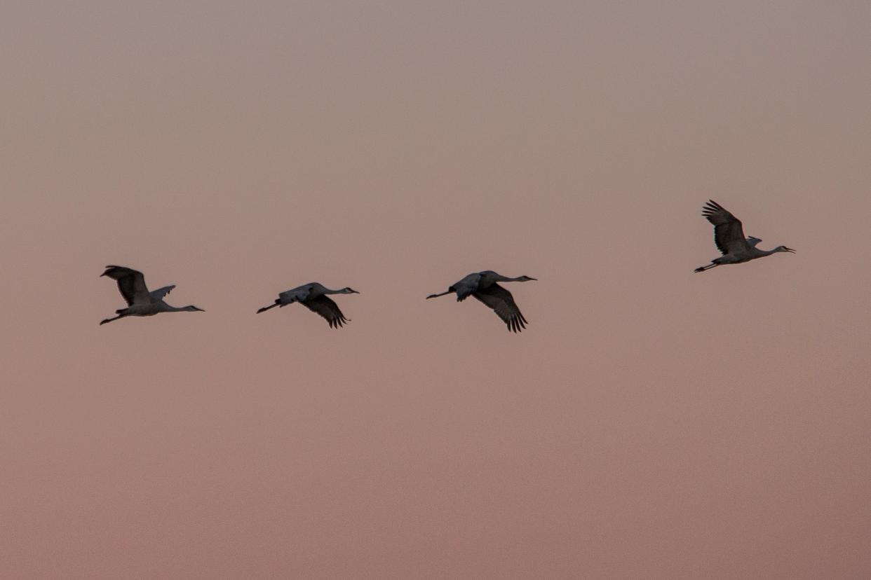 Grullas canadienses volando sobre la reserva de Sandhill Crane, cerca de Thornton, California, durante su migración anual. (CALIFORNIA-DROUGHT/BIRDS REUTERS/Max Whittaker)