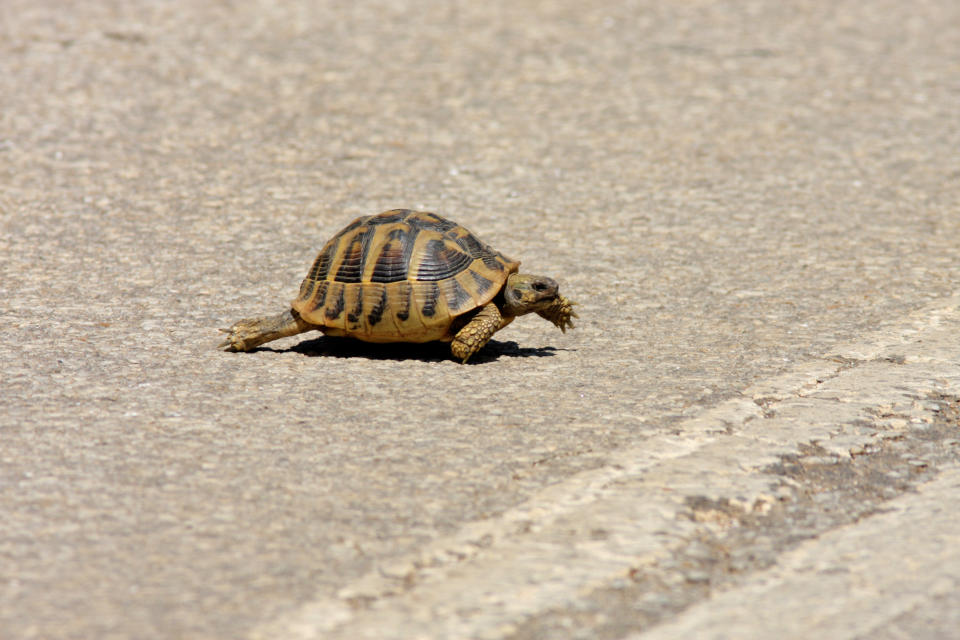 Photo of a turtle after one delayed a Jetstar flight by four minutes at Gold Coast Airport.