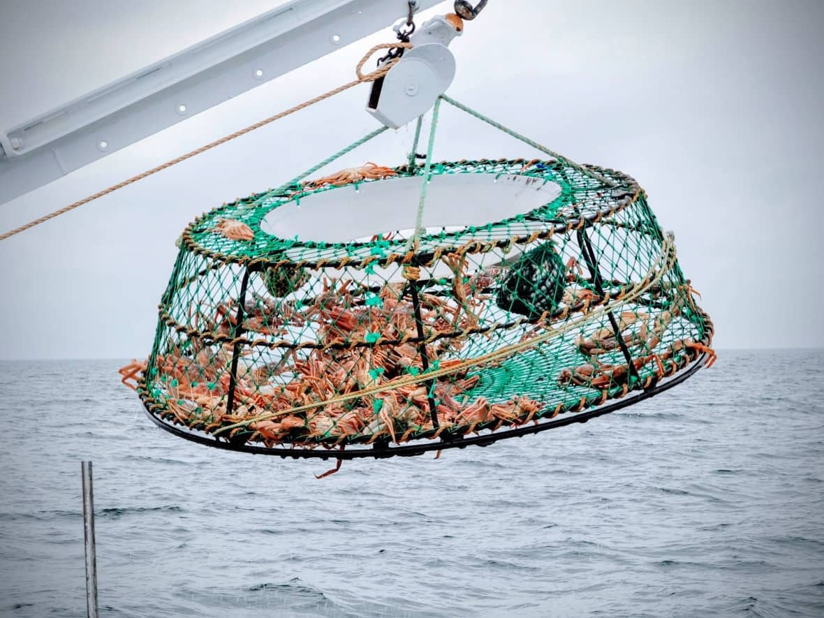 Snow crabs are used to living in water that is below zero degrees. But the storm caused the ocean depths where they live to warm up by 6 C in just one day, according to oceanographer Peter Galbraith. (Nicolas Steinbach/Radio-Canada - image credit)