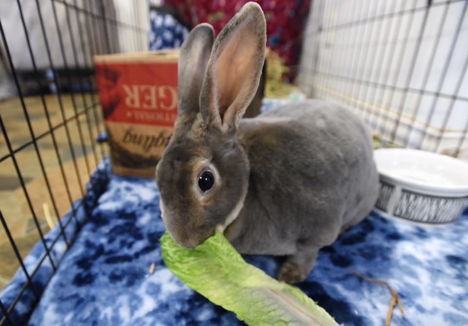Nala, a bunny being boarded at Erie Area Rabbit Society & Rescue, or E.A.R.S., eats romaine lettuce at the Millcreek Township shelter.