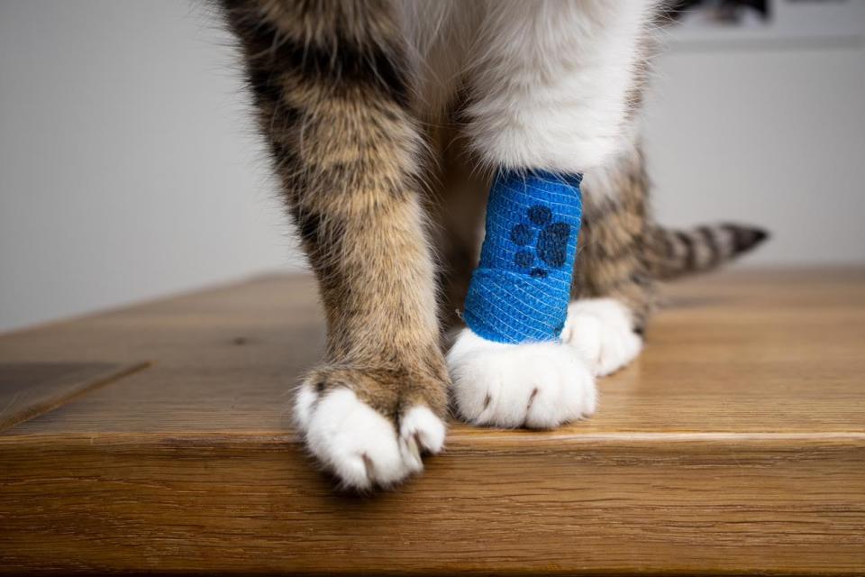 A close up of a blue bandage on a cat's leg. 