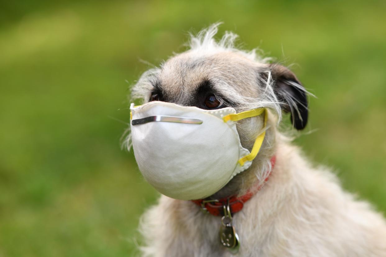 An illustration photo shows Ziggie the dog wearing a mask put on her face by her owner in Los Angeles, on April 5, 2020. - After a tiger in the Bronx zoo tested positive for Covid-19 the zoo emphasized that there is "no evidence that animals play a role in the transmission of COVID-19 to people other than the initial event in the Wuhan market, and no evidence that any person has been infected with COVID-19 in the US by animals, including by pet dogs or cats." (Photo by Chris DELMAS / AFP) (Photo by CHRIS DELMAS/AFP via Getty Images)