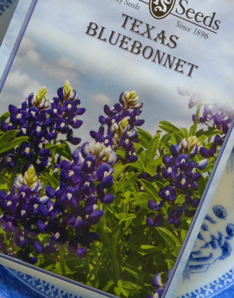 Bluebonnet seed packets instruct to scarify seeds prior to sowing. Plant seed now until December 15 in slightly alkaline soil in full light. Keep moist.