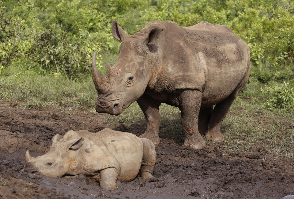 FILE - In this Sunday, Dec. 20, 2015 file photo, rhinos walk in the Hluhluwe Game Reserve in South Africa. South Africa’s anti-COVID-19 lockdown is credited with helping to achieve a dramatic drop in rhino killings, but as the country opens up experts warn there is a risk of a resurgence of poaching of one of Earth’s most endangered mammals. Redoubled efforts are critical to prevent a resurgence of killings of the country’s rhinoceros, South African officials and wildlife activists say, as World Rhino Day is marked Tuesday, Sept. 22, 2020. (AP Photo/Schalk van Zuydam, File)