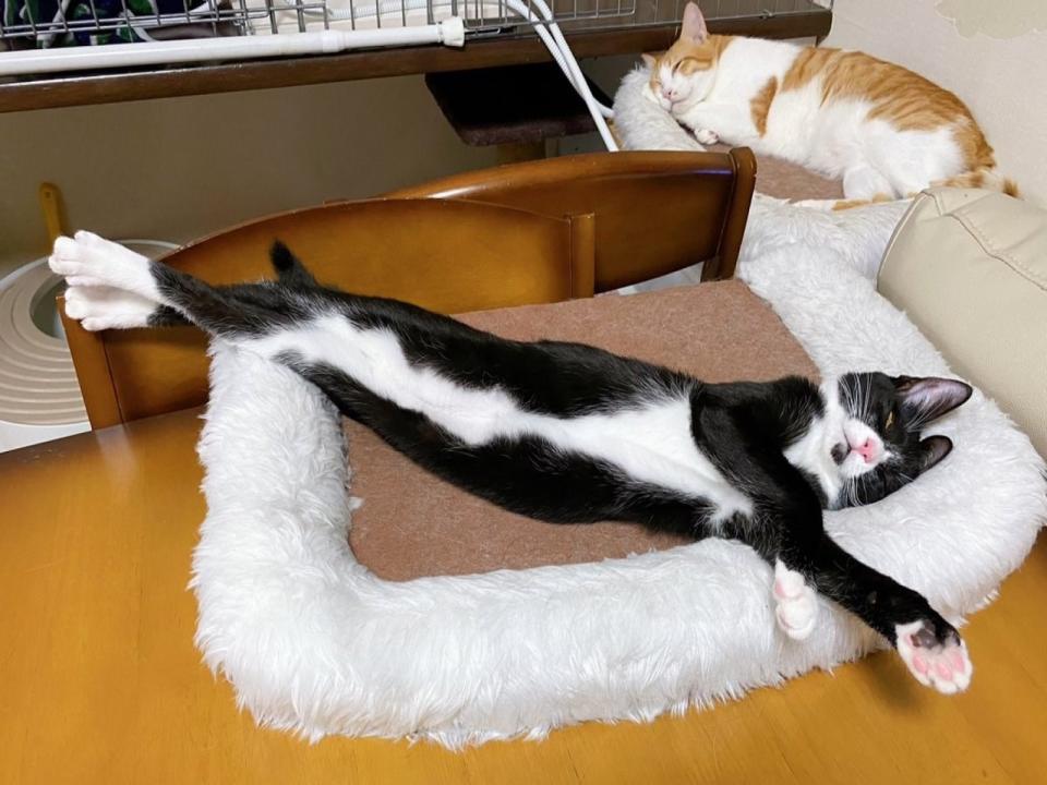 <p>日本賓士貓「しっぽちゃん」將自己睡成一條直線（圖／twitter@K_sayonyan）</p>
