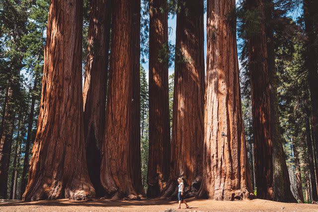 <p>Ziga Plahutar/Getty Images</p> Sequoia National Park.