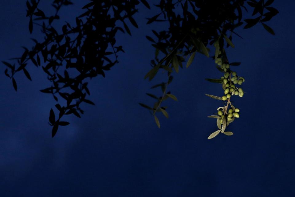 Olives hang from a tree branch in Velanidi village, 320 kilometers (200 miles) west of Athens, Greece on Sunday, Dec. 1, 2013. The olive wreath was the prize for the winner at the ancient Olympic Games. Over the years, the olive has become a symbol of peace, wisdom, glory, fertility, power and purity. (AP Photo/Petros Giannakouris)