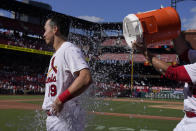 St. Louis Cardinals' Tommy Edman is splashed teammate Nolan Gorman after hitting a walk-off two-run home run to defeat the San Diego Padres 5-4 in a baseball game Wednesday, Aug. 30, 2023, in St. Louis. (AP Photo/Jeff Roberson)