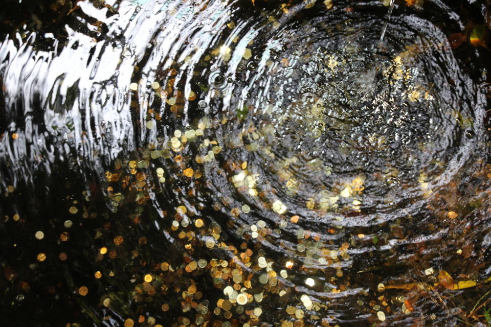 Seguro que este acuario de Carolina del Norte nunca pensó que esas monedas 'cargadas' de deseos fueran a ser tan importantes para ellos. Foto": Getty Images.  