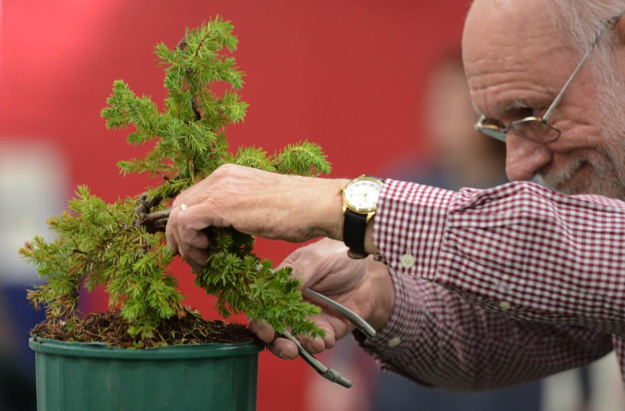 Andrew Arnault, with the Cape Cod Bonsai Club, uses a steady hand on the pruning shears as he shapes a blue juniper tree during a bonsai demo at the Hyannis Rotary Club's 64th annual Home, Garden and Lifestyle Show in 2023.