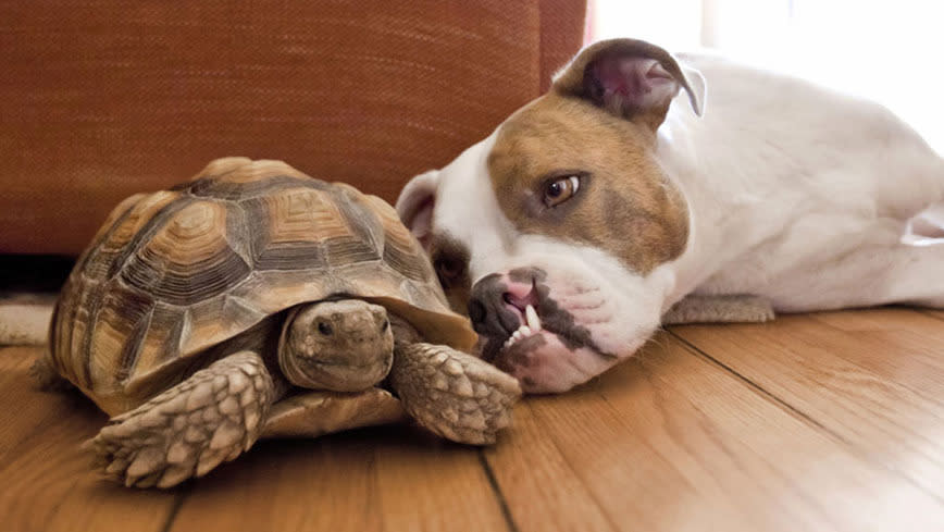 Animals unlikely friendships (in pics)