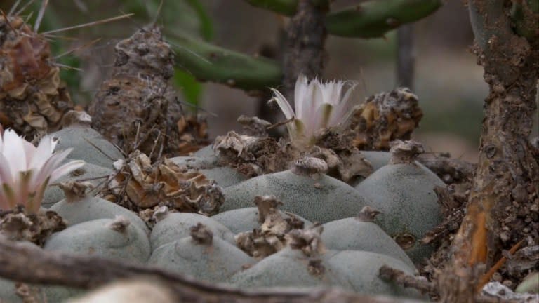 Peyote, cactus “de los dioses”