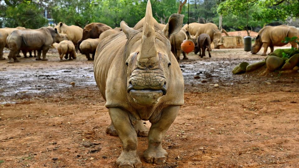 Rhinos are among the world's most critically endangered animals despite efforts to save the species. - Sam Yeh/AFP/Getty Images