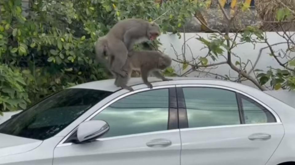 高雄柴山的台灣獼猴露天纏綿。（圖／翻攝自爆廢公社公開版）