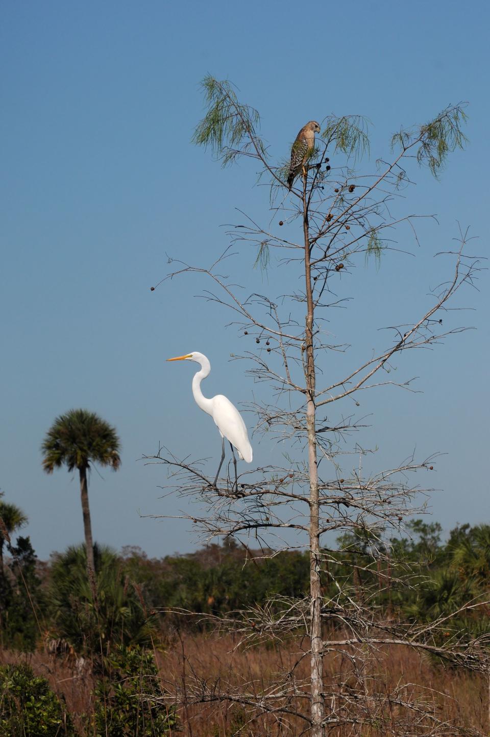 A great egret, left, and a red-shouldered hawk share the branches of a dwarf cypress tree in Fakahatchee Strand State Preserve.