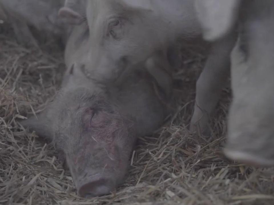 A piglet tries to revive another animal that’s dying (Joey Carbstrong)