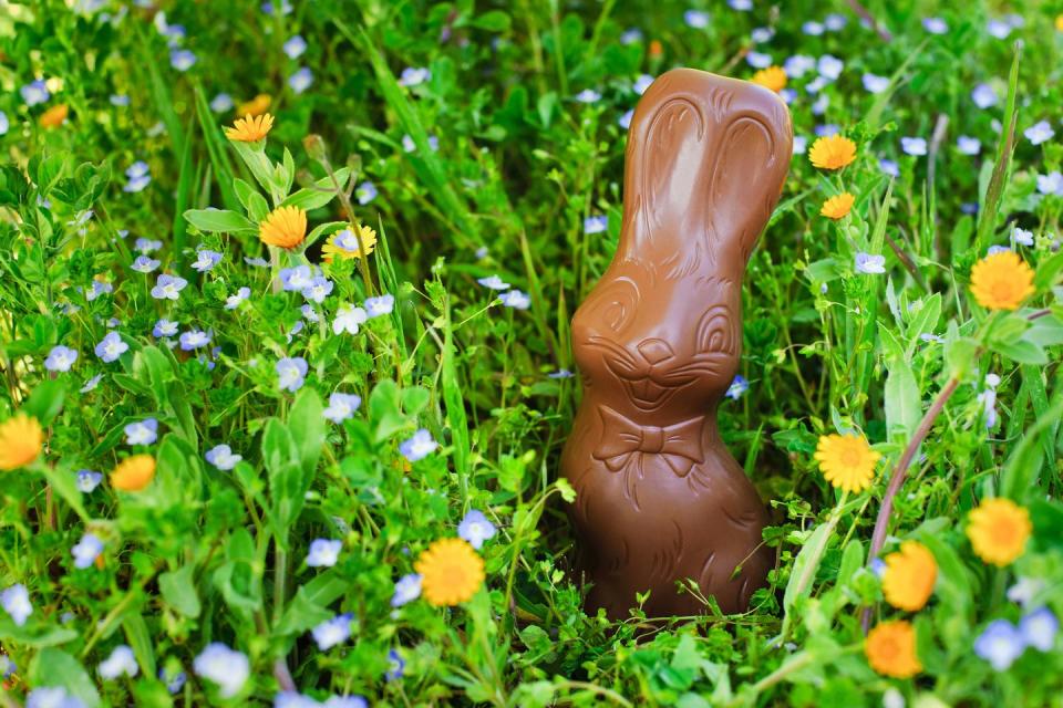 chocolate easter bunny in spring meadow