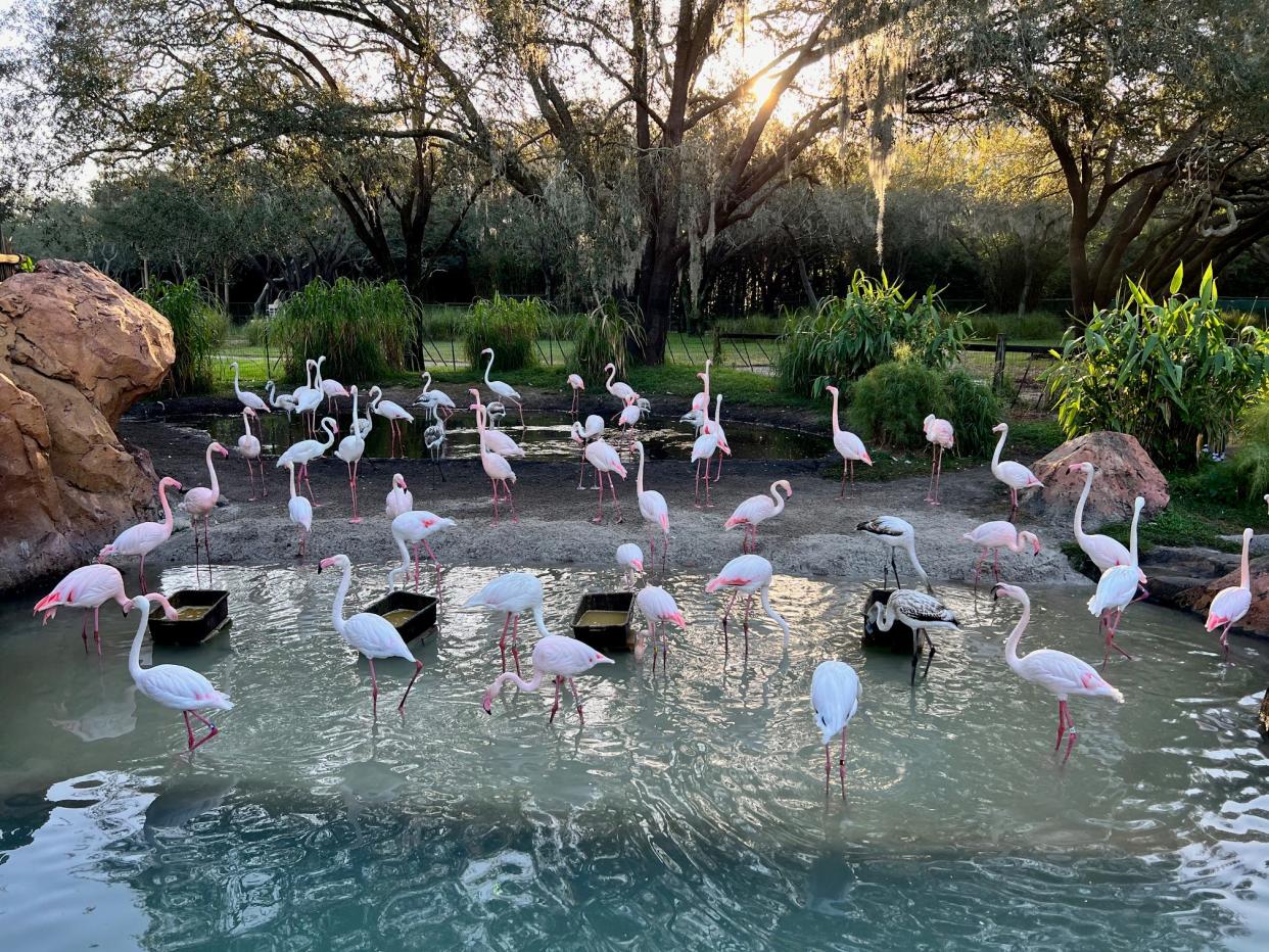 Flamingos are among the many animals guests can see at Disney's Animal Kingdom Lodge.