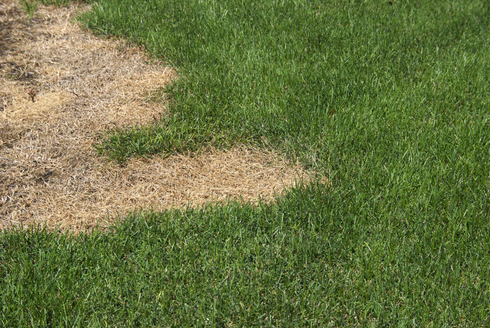 Patch of dying grass adjacent to healthy green grass