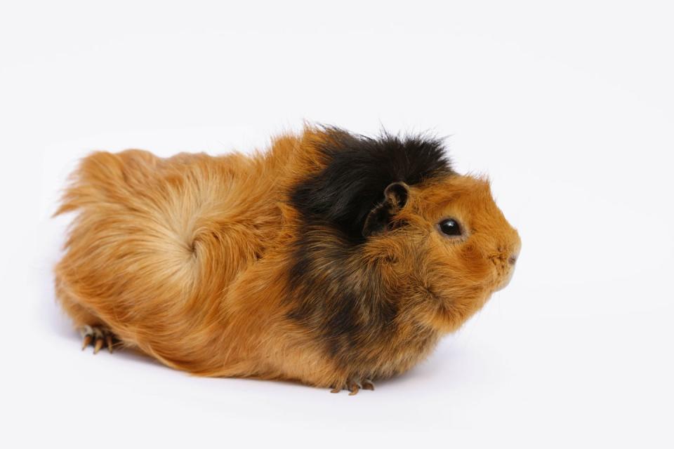 1) Abyssinian Guinea Pig
