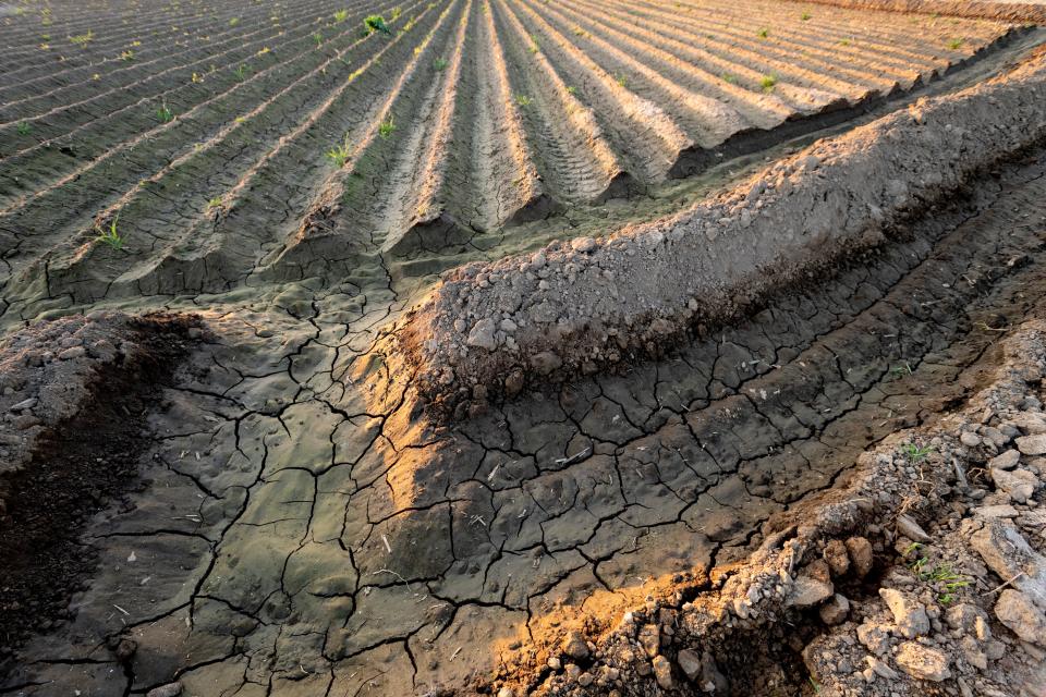 Farmers in Tulare County have faced cutbacks in water deliveries because of a severe drought in California.