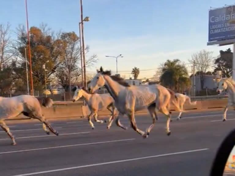 Los caballos se vieron en el kilómetro 202, aunque luego se dispersaron. Foto: captura