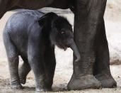 An unnamed baby elephant calf explores alongside his mother Lai Sinh the elephant barn at the Hagenbeck Zoo on April 18, 2012 in Hamburg, Germany. The male calf was born on April 13 with a weight of 100 kilos as the third calf of mother elephant Lai Sinh. (Photo by Joern Pollex/Getty Images)