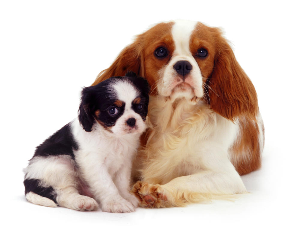 <p>Cavalier King Charles mother and pup. (Warren Photographic/Mercury Press) </p>