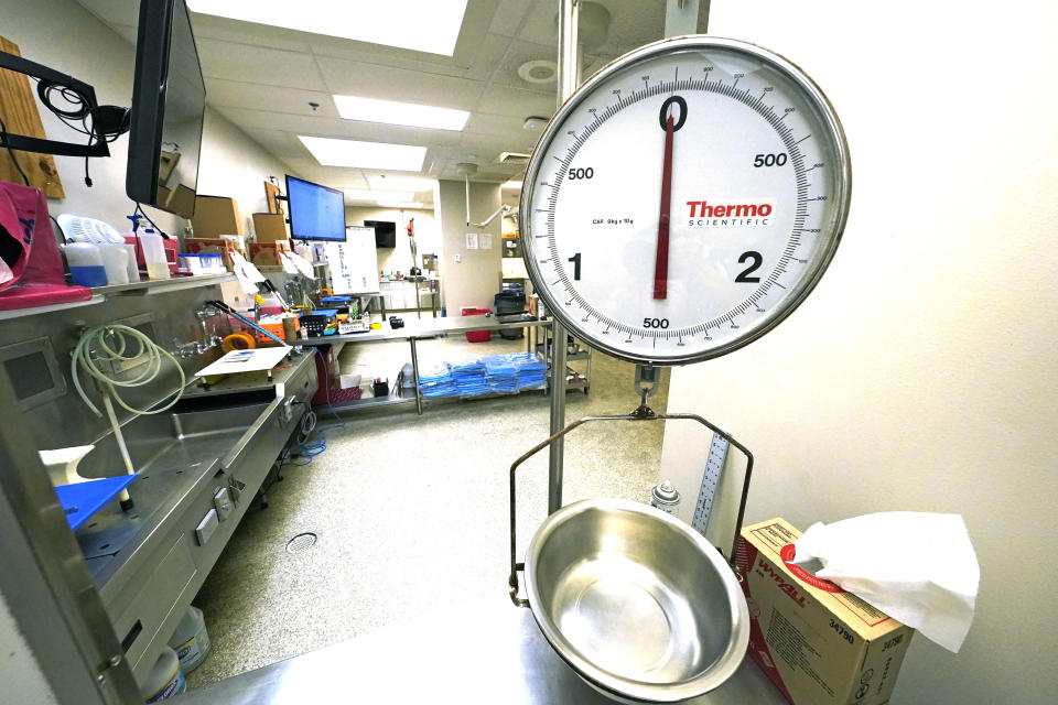 A scale rests between each of the autopsy bays in the Mississippi Crime Laboratory in Pearl, Miss., Aug. 26, 2021. (AP Photo/Rogelio V. Solis)