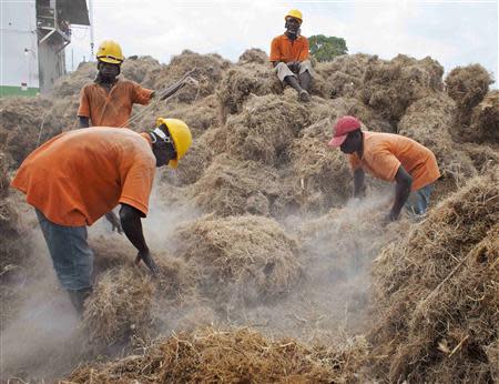 Workers shake soil from bales of Vetiver roots to be processed at the Agri-supply distillery, the largest Vetiver distillery in the world, in Les Cayes, on Haiti's southwest coast, March 27, 2014. REUTERS/stringer