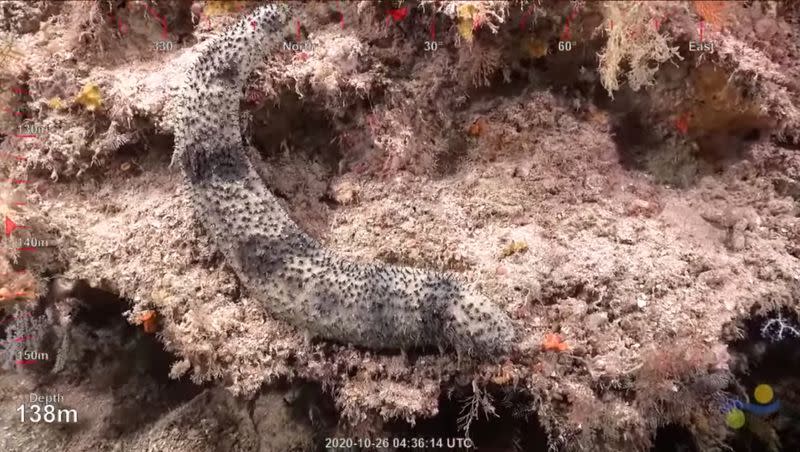 Discovery of 500 metre tall coral reef off Australia's Great Barrier Reef