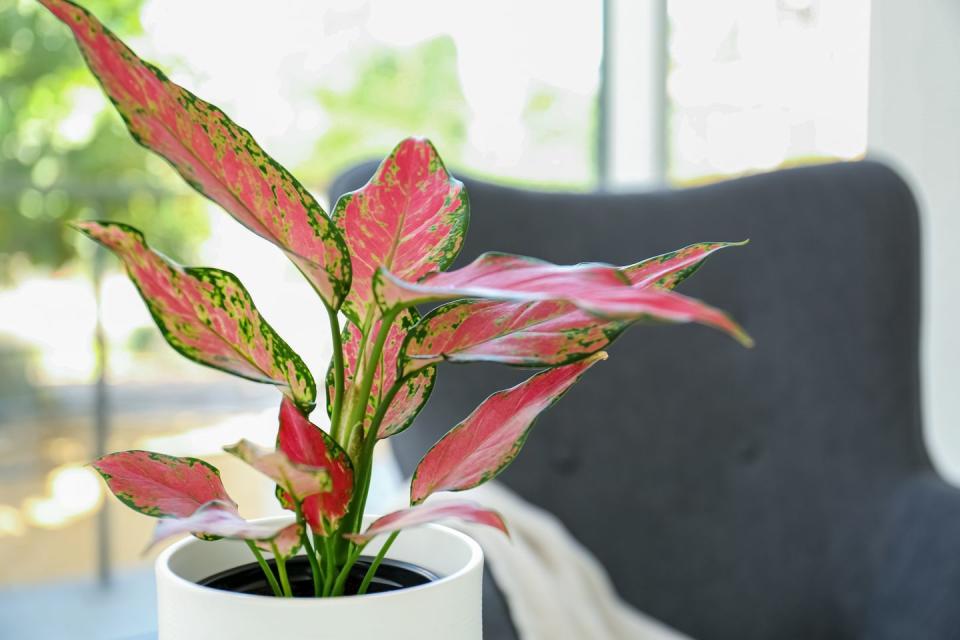 best mood boosting plants aglaonema