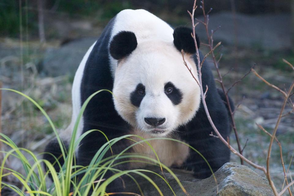 Yang Guang, the male panda, looks at the camera. The pandas have boosted ticket sales for Edinburgh zoo by about 50% in the last year (Rex)