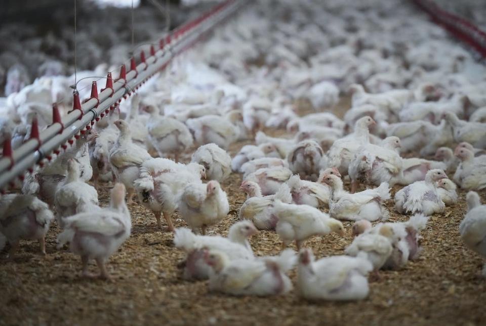 Chickens are seen at a poultry farm in Abbotsford, B.C., on Thursday, November 10, 2022. Poultry farmers and wildlife officials in British Columbia's Fraser Valley are reporting "extremely high" levels of stress and anxiety as the latest avian flu outbreak puts millions of birds at risk.