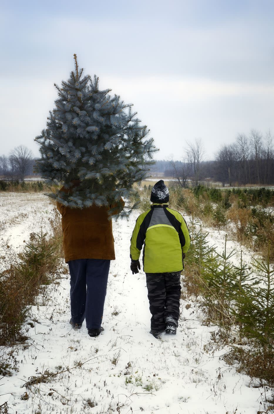 Maine: Balsam Ridge Christmas Tree Farm