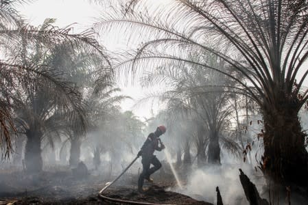 A member of Manggala Agni tries to extinguish peatland fires at a palm plantation in Pekanbaru