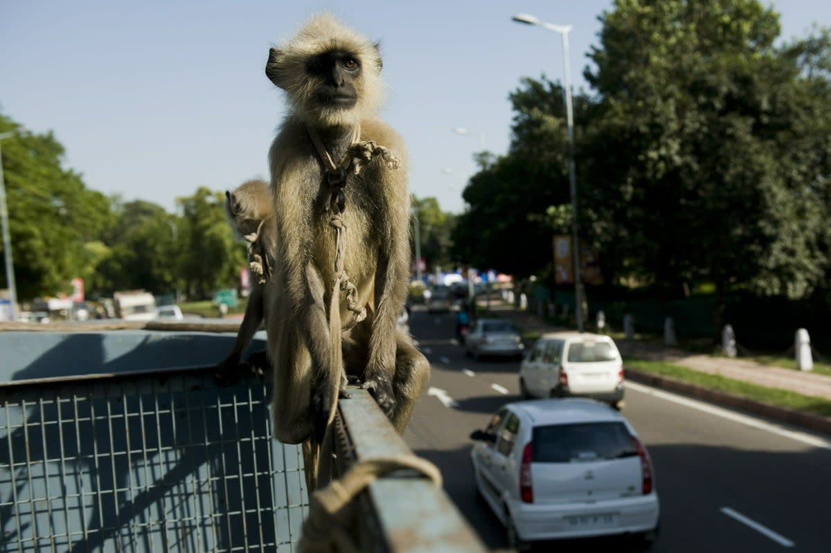 File: A langur sits on a New Delhi Municipal Council truck (AFP/Getty Images)