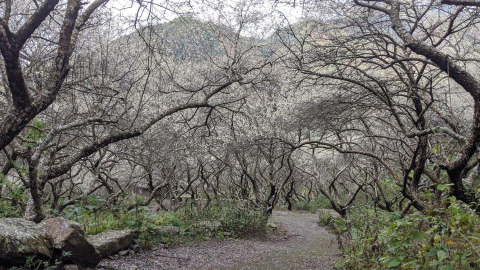 南投縣互助國小後方的彭家梅園元旦時已盛開5、6成，花期約可持續2週。圖為元旦花況。圖：翻攝自互助國小臉書